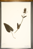 Stachys officinalis RCPGdnHerbarium (27).JPG
